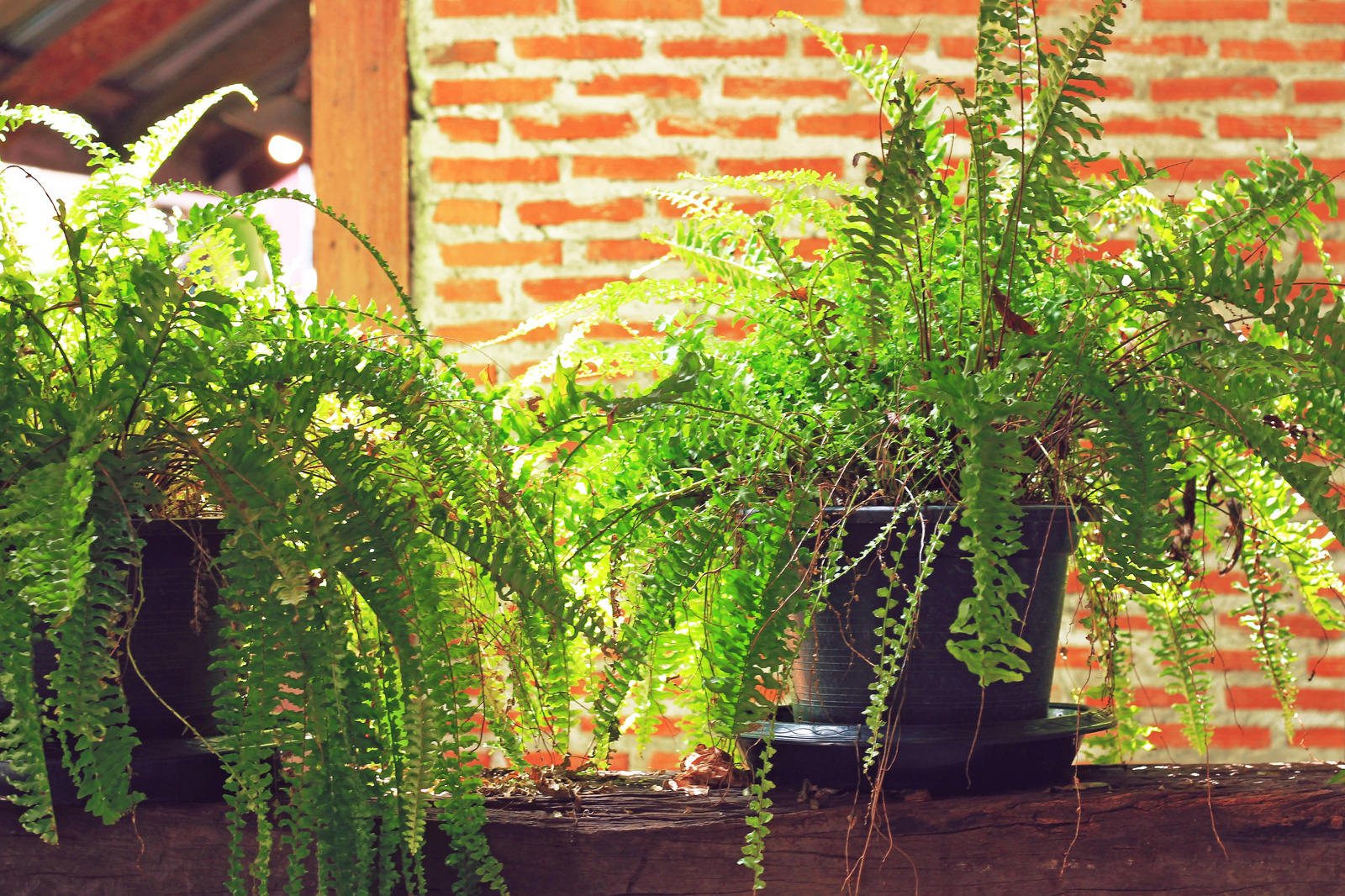Best Indoor Plants To Decorate Your Cabin Gardening Dream 2 - Best Indoor Plants To Decorate Your Cabin