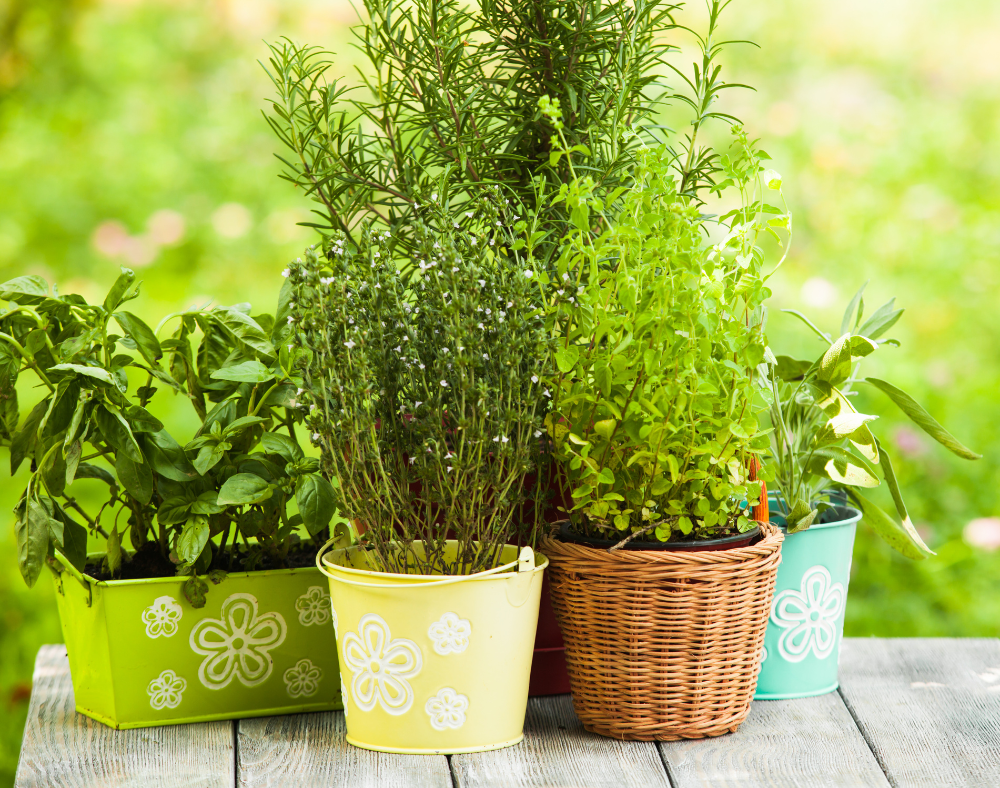 1 - Tips on How to Start a Small Herb Garden at Your Cabin 