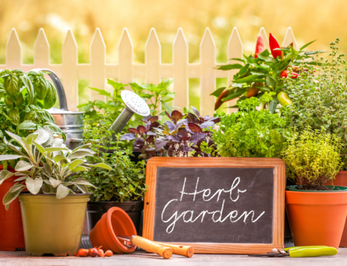 Tips on How to Start a Small Herb Garden at Your Cabin 